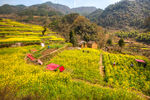 胥岭村油菜花