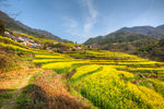 胥岭村油菜花