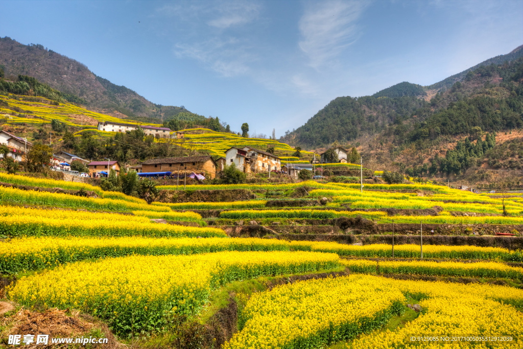 胥岭村油菜花