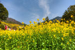 胥岭村油菜花