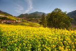 胥岭村油菜花