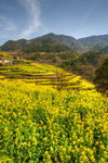 胥岭村油菜花