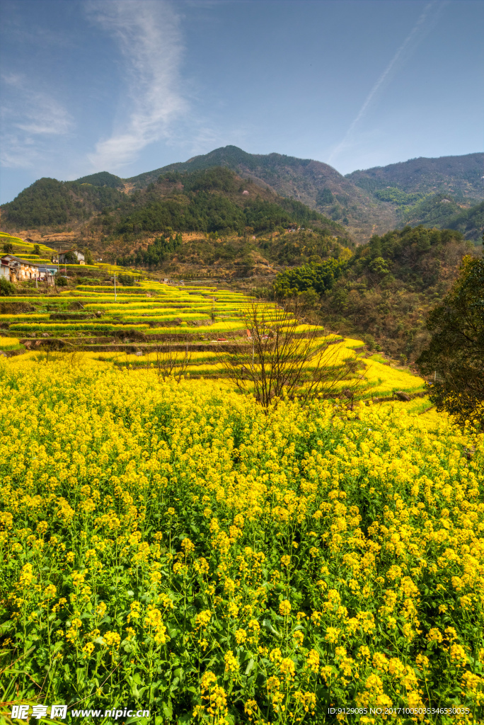 胥岭村油菜花