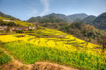 胥岭村油菜花