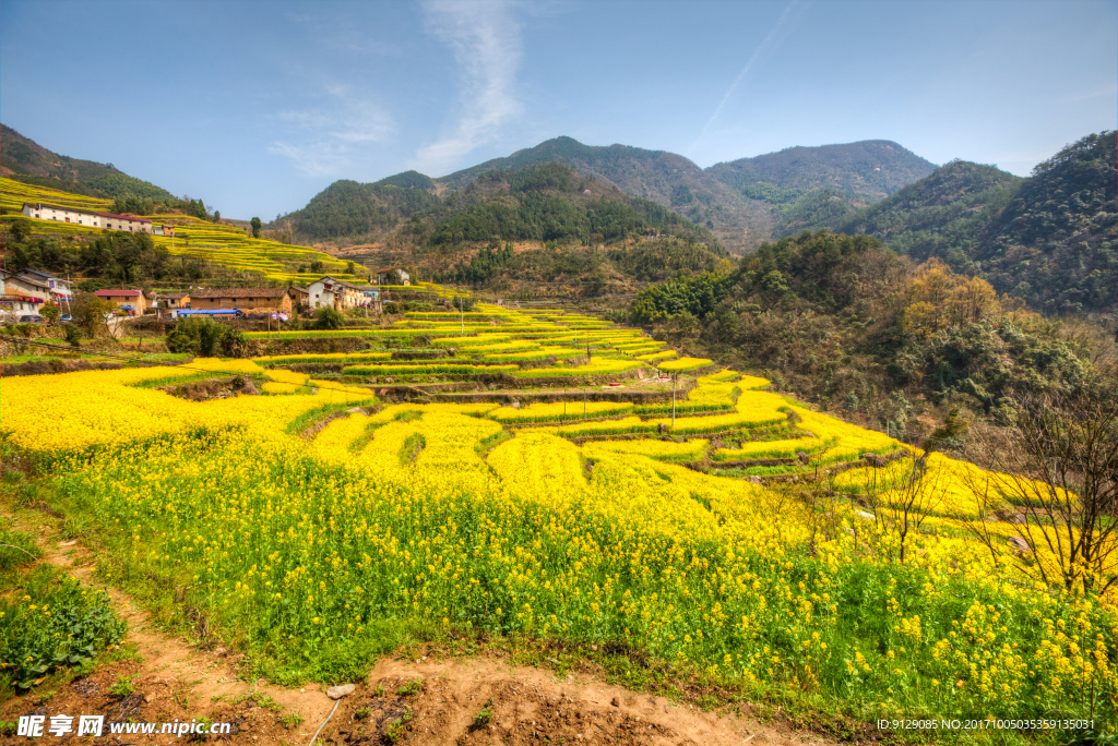 胥岭村油菜花