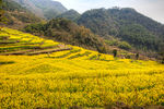 胥岭村油菜花