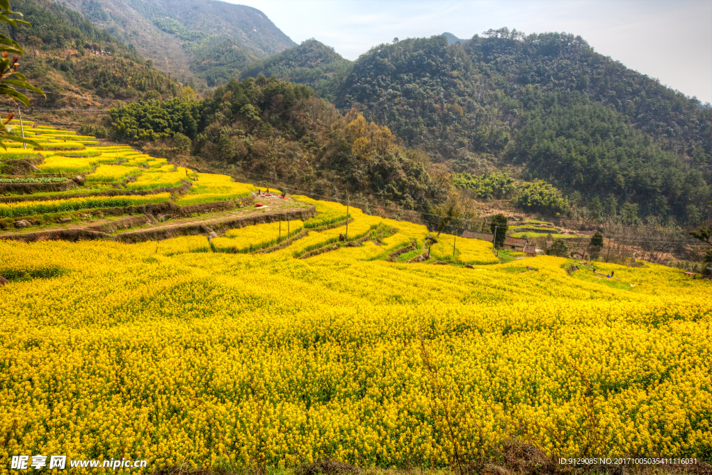 胥岭村油菜花