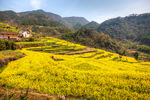 胥岭村油菜花