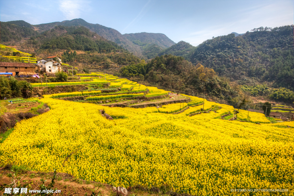 胥岭村油菜花