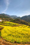 胥岭村油菜花