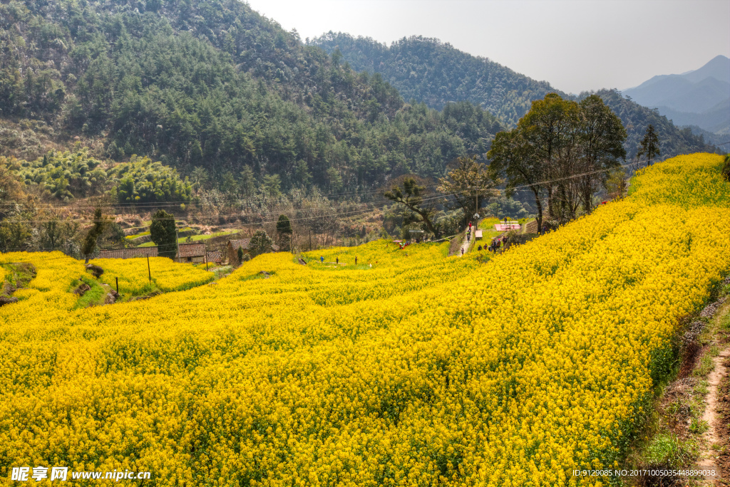 胥岭村油菜花