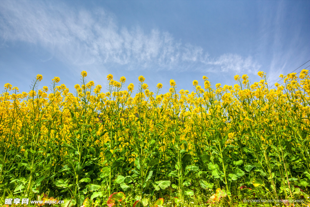 胥岭村油菜花