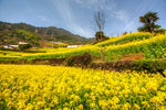胥岭村油菜花