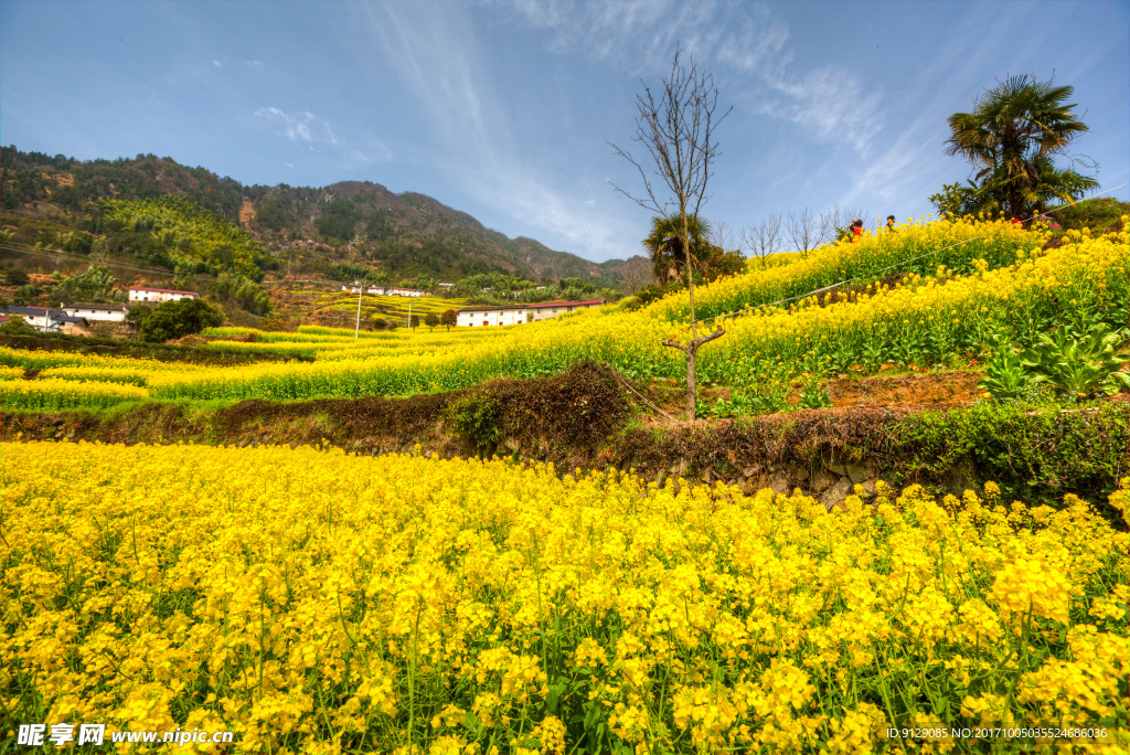 胥岭村油菜花