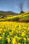 胥岭村油菜花