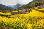胥岭村油菜花