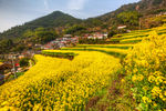 胥岭村油菜花