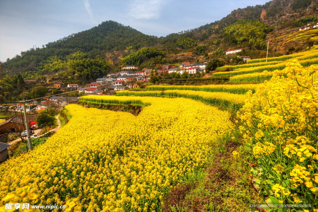 胥岭村油菜花