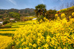 胥岭村油菜花
