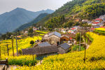 胥岭村油菜花