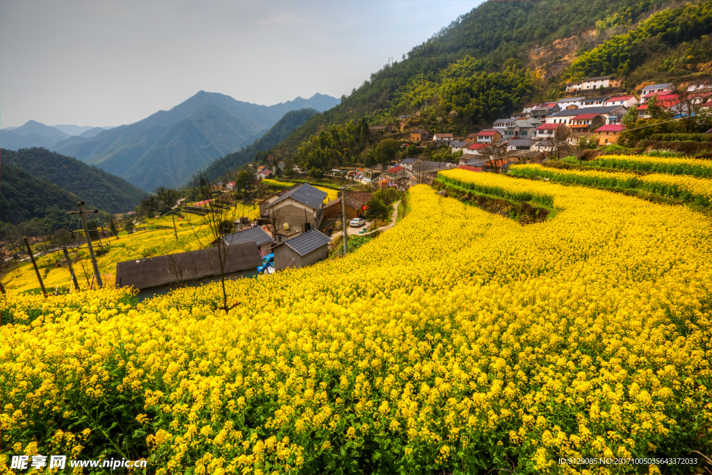 胥岭村油菜花