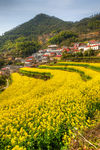胥岭村油菜花