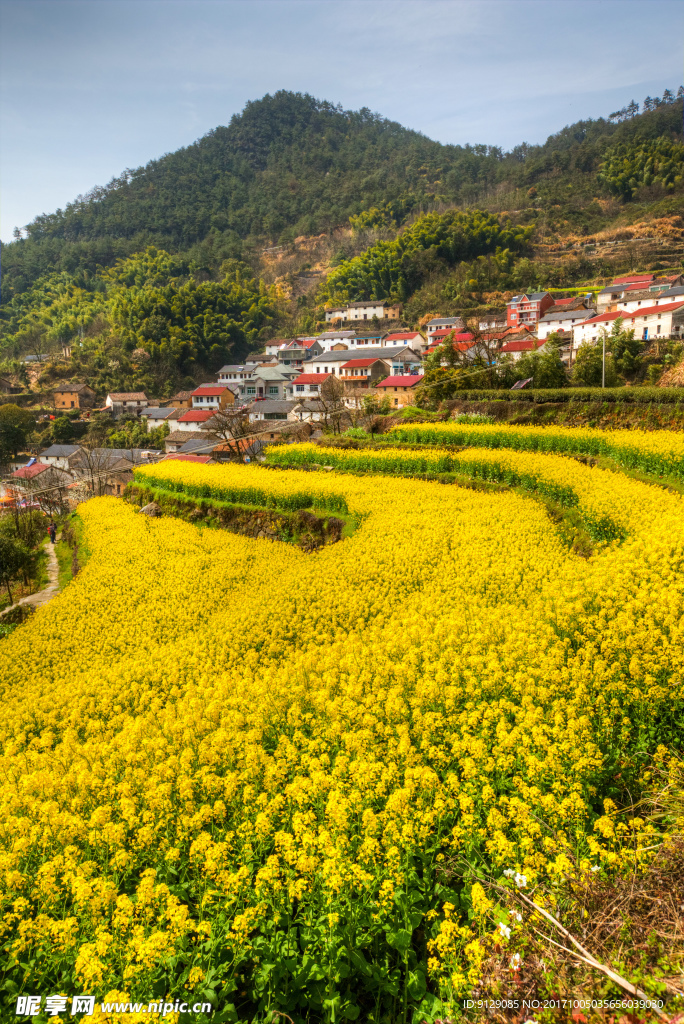 胥岭村油菜花