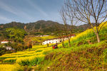 胥岭村油菜花