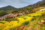 胥岭村油菜花