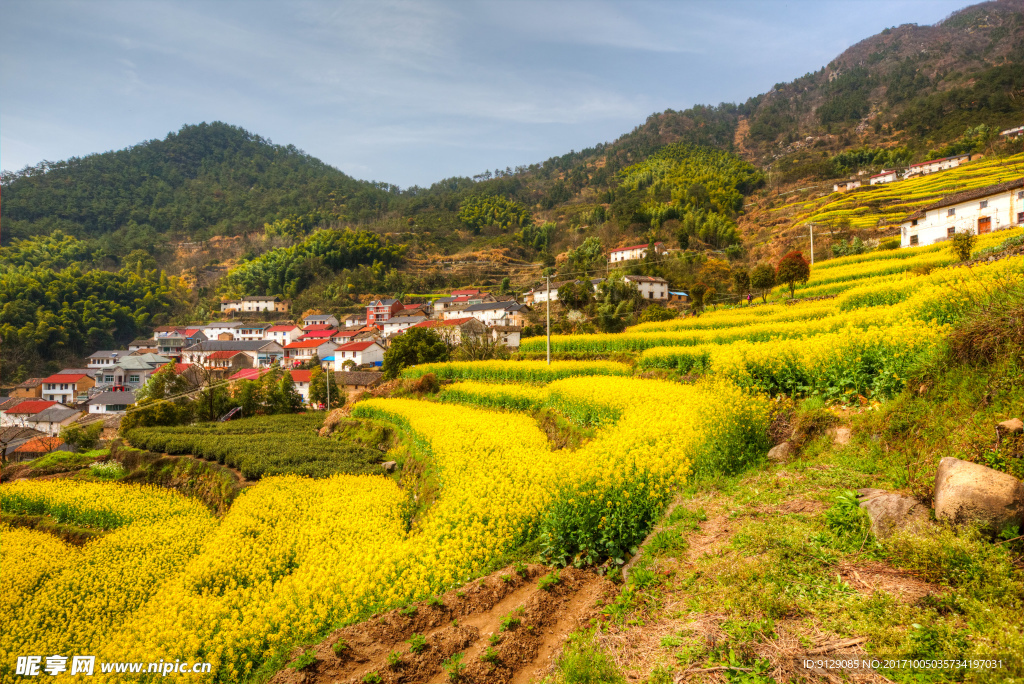 胥岭村油菜花