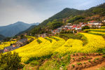 胥岭村油菜花