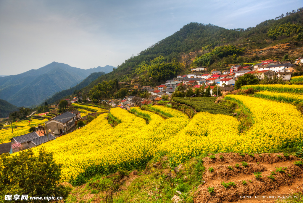 胥岭村油菜花