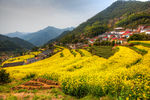 胥岭村油菜花