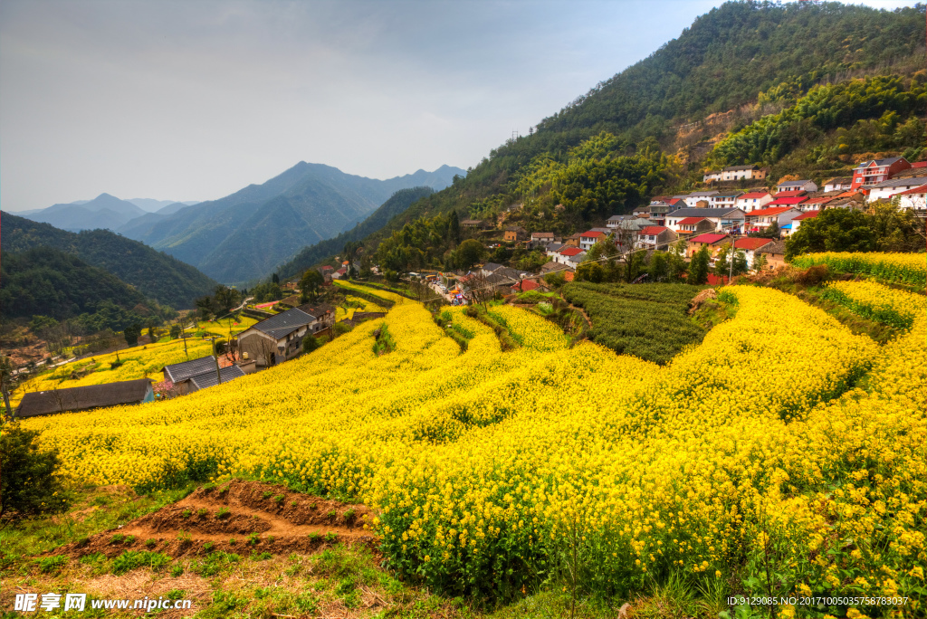 胥岭村油菜花