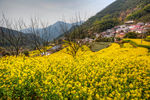 胥岭村油菜花