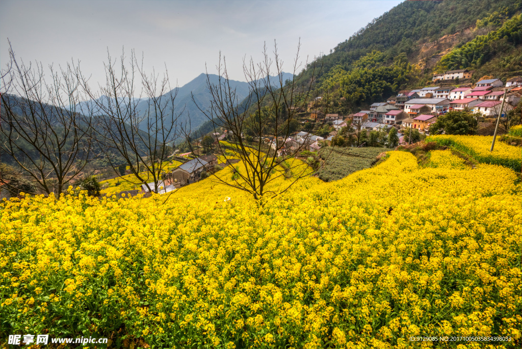 胥岭村油菜花