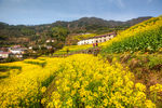 胥岭村油菜花