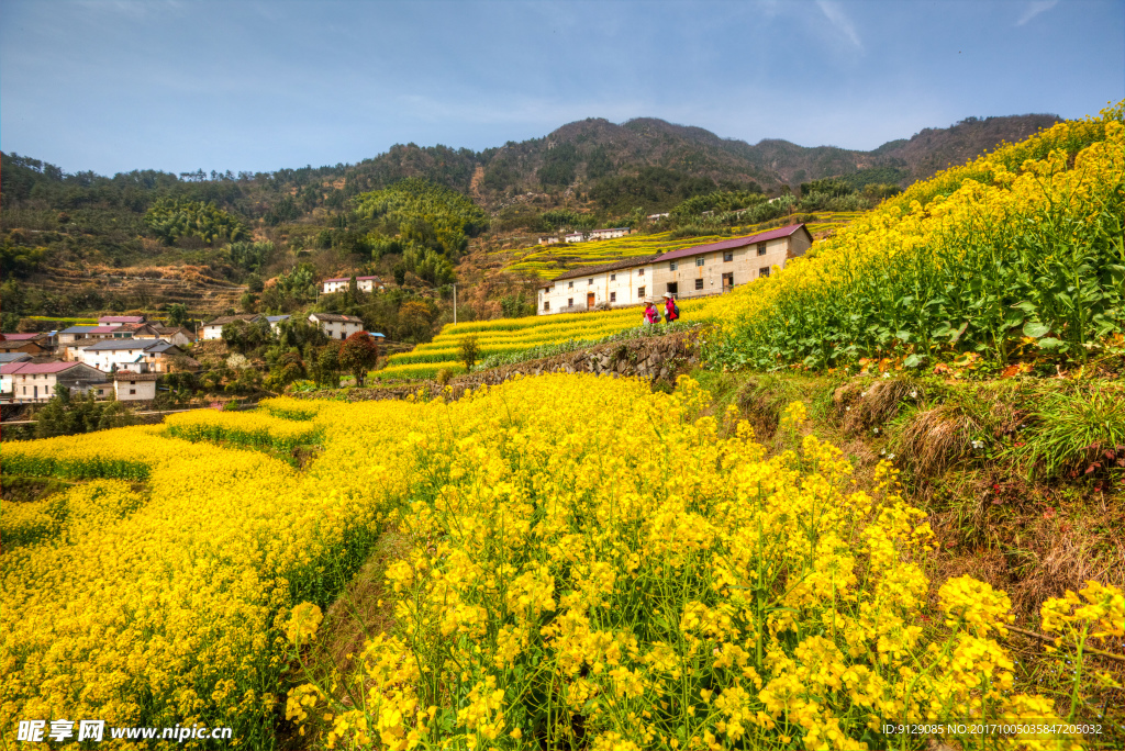 胥岭村油菜花