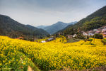 胥岭村油菜花