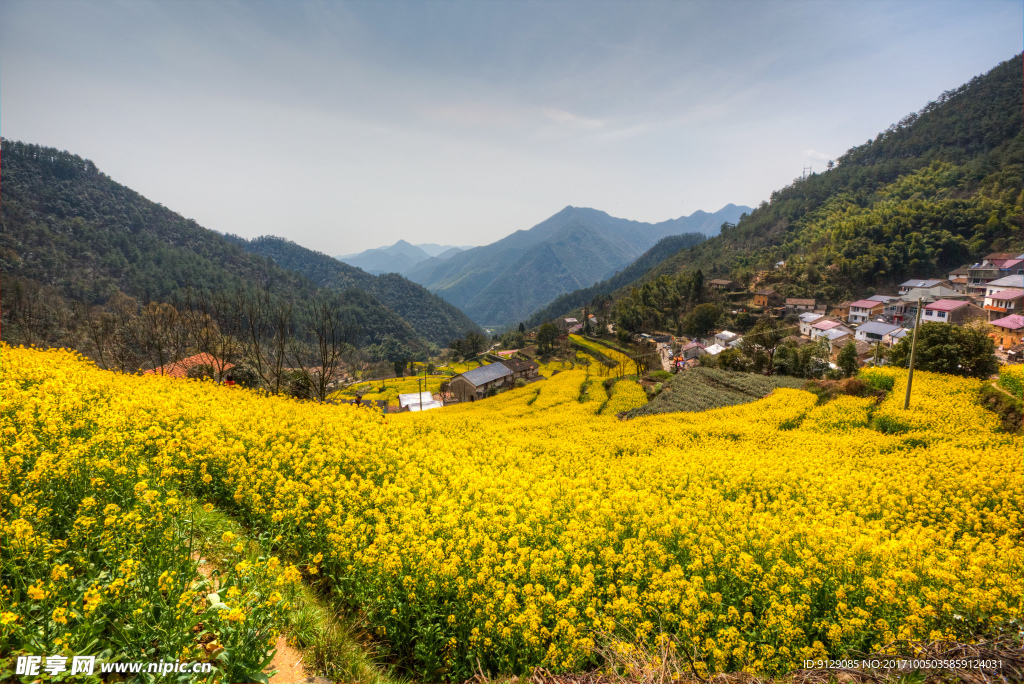 胥岭村油菜花