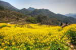 胥岭村油菜花