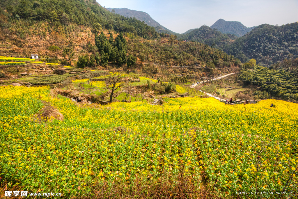 胥岭村油菜花