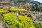 胥岭村油菜花