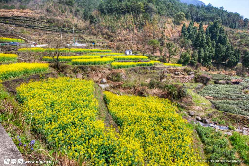 胥岭村油菜花