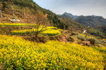 胥岭村油菜花