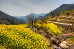 胥岭村油菜花