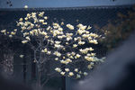 严家花园