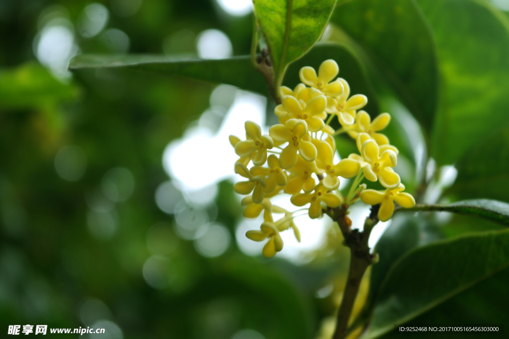 桂花