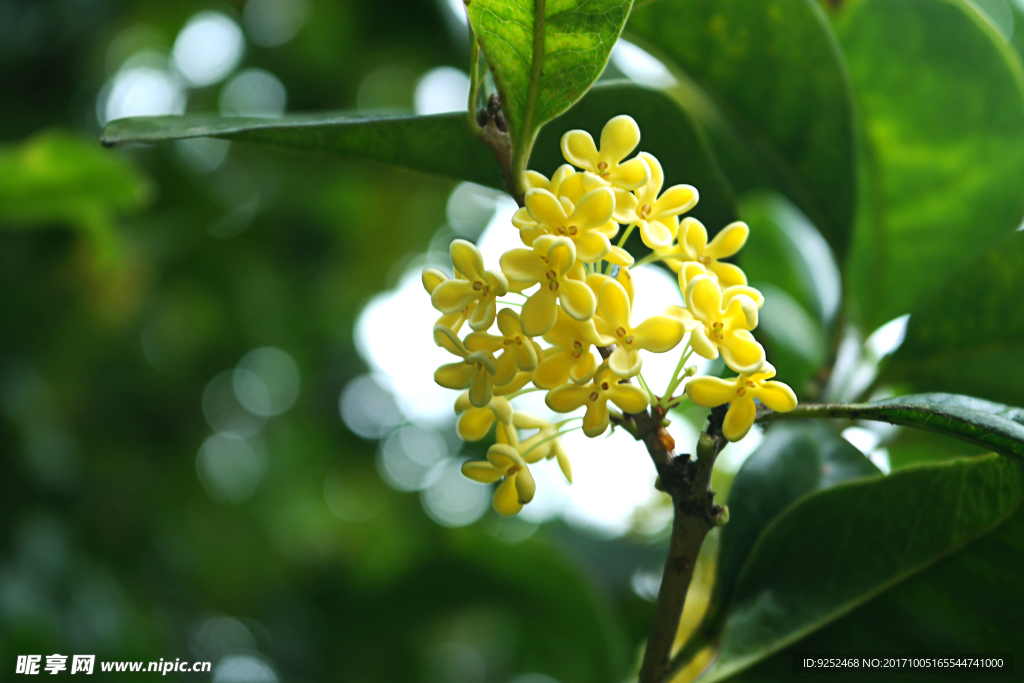 桂花