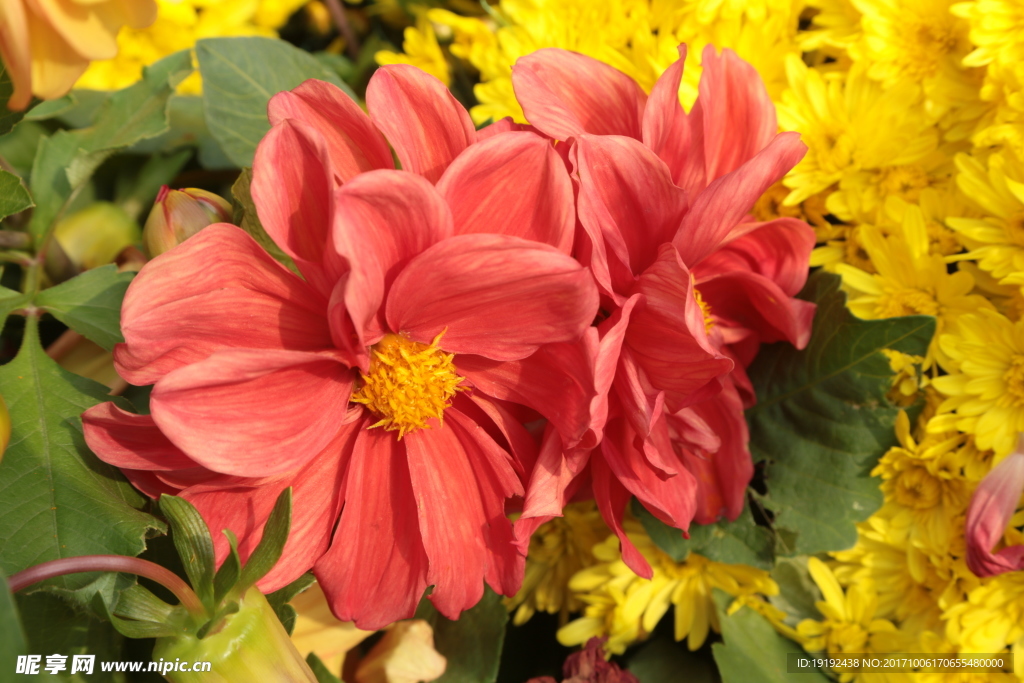 小丽花